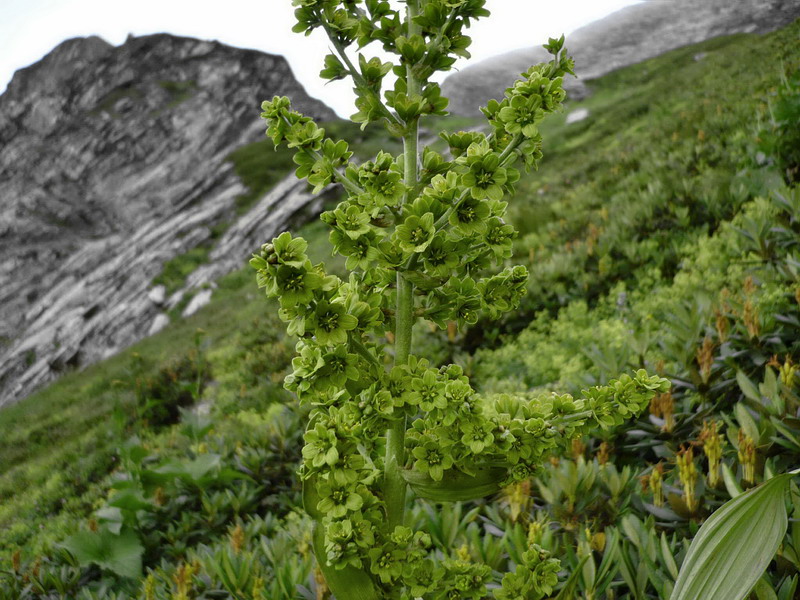 Изображение особи Veratrum lobelianum.