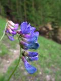 Vicia multicaulis