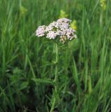 Achillea asiatica
