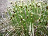 Trichophorum cespitosum. Цветущее растение на болоте. Окрестности Архангельска, 8 июня 2009 г.