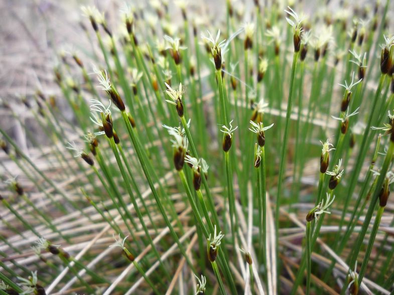 Изображение особи Trichophorum cespitosum.