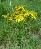 Hypericum perforatum