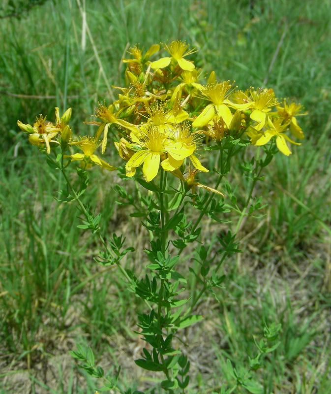 Image of Hypericum perforatum specimen.