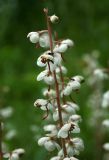 Pyrola rotundifolia