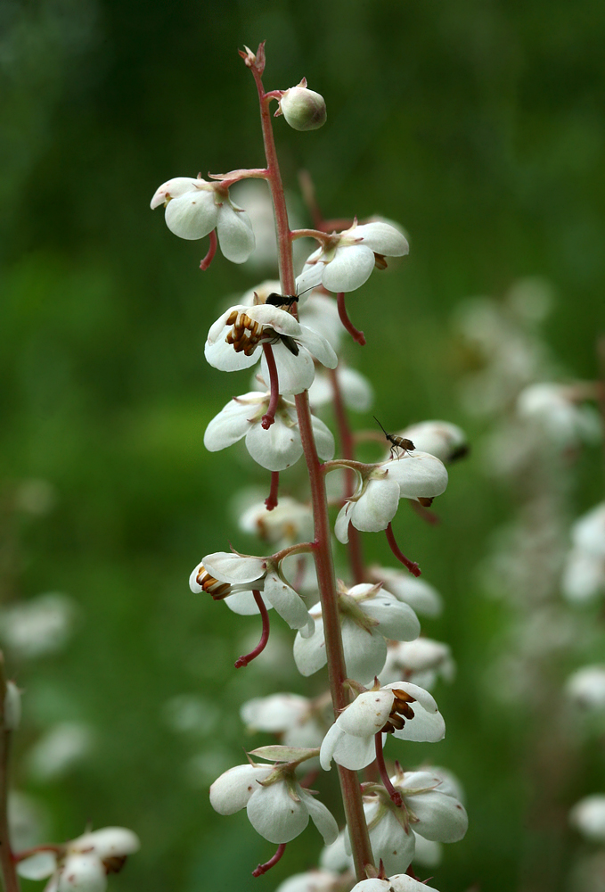 Image of Pyrola rotundifolia specimen.