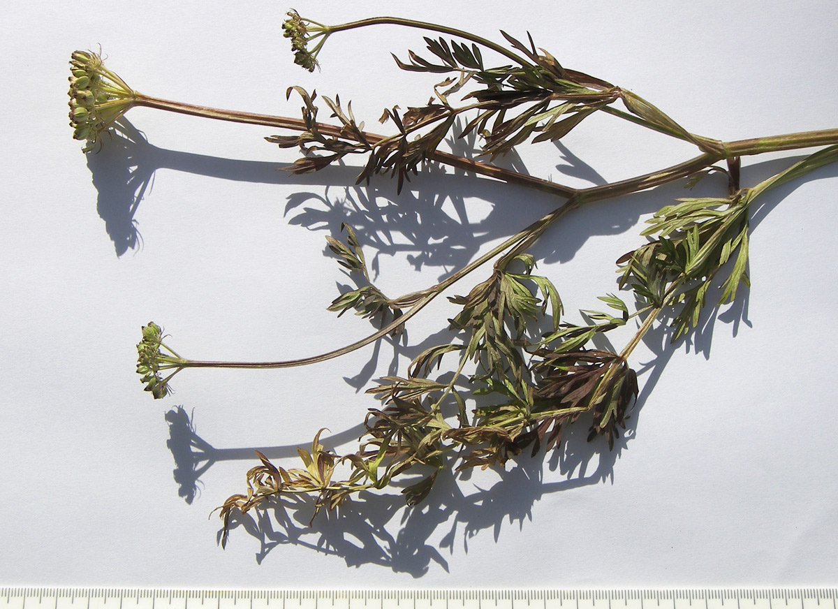 Image of Peucedanum pschawicum specimen.
