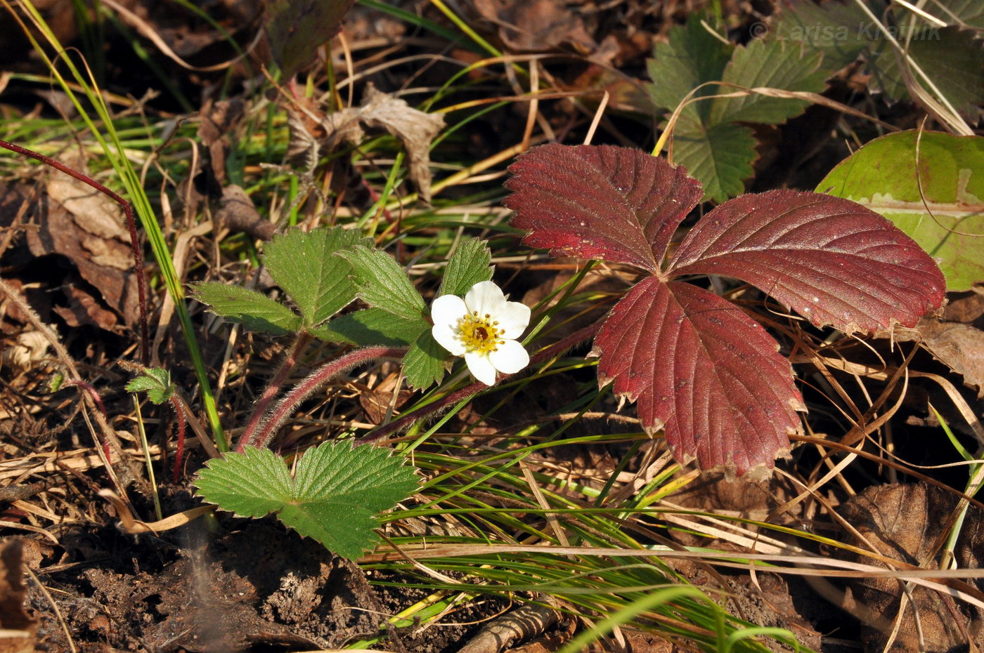 Изображение особи Fragaria orientalis.