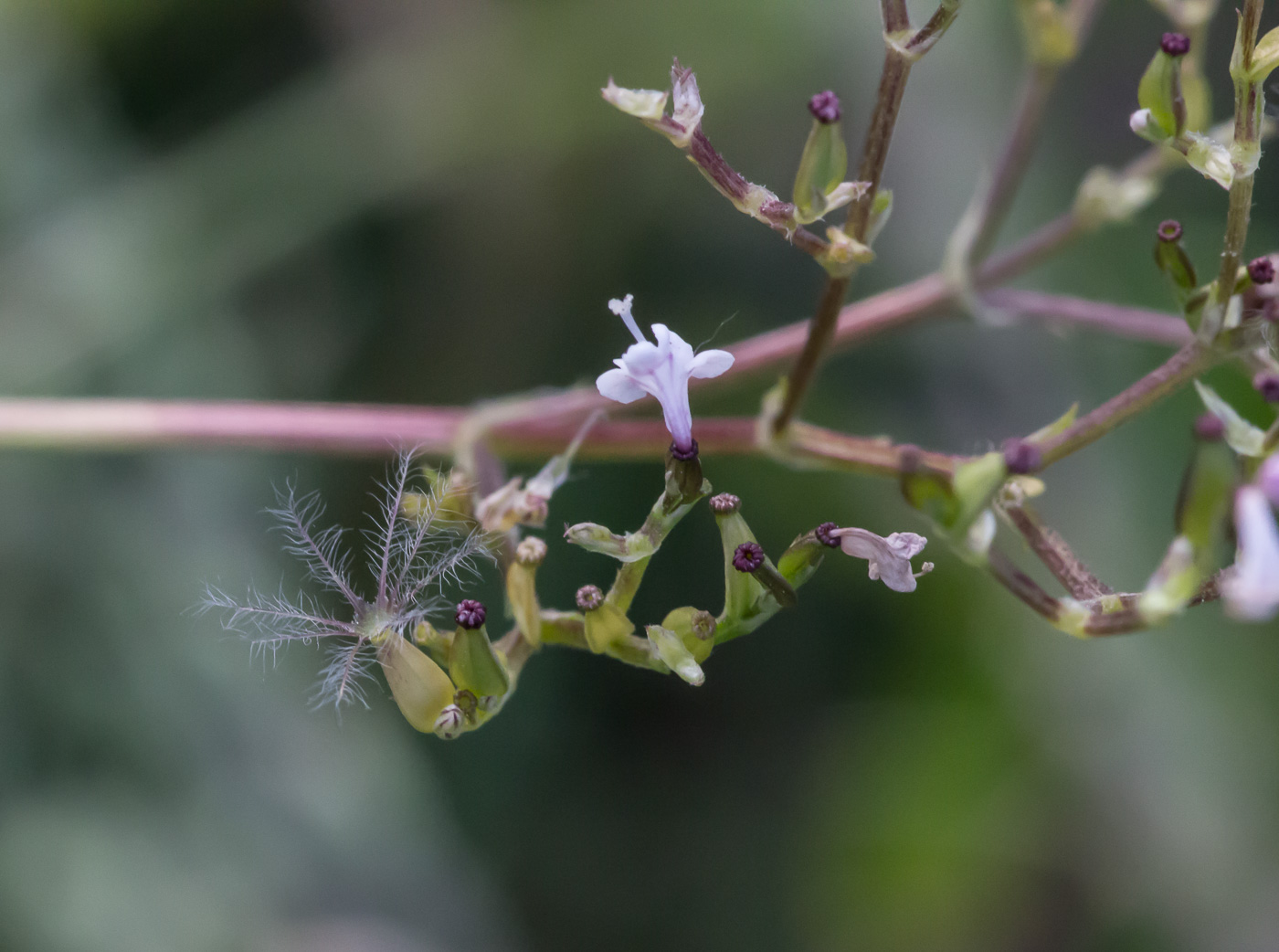 Изображение особи Valeriana officinalis.