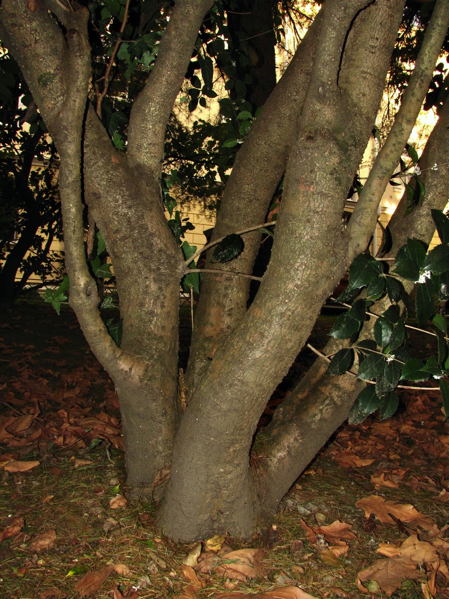 Image of Osmanthus &times; fortunei specimen.