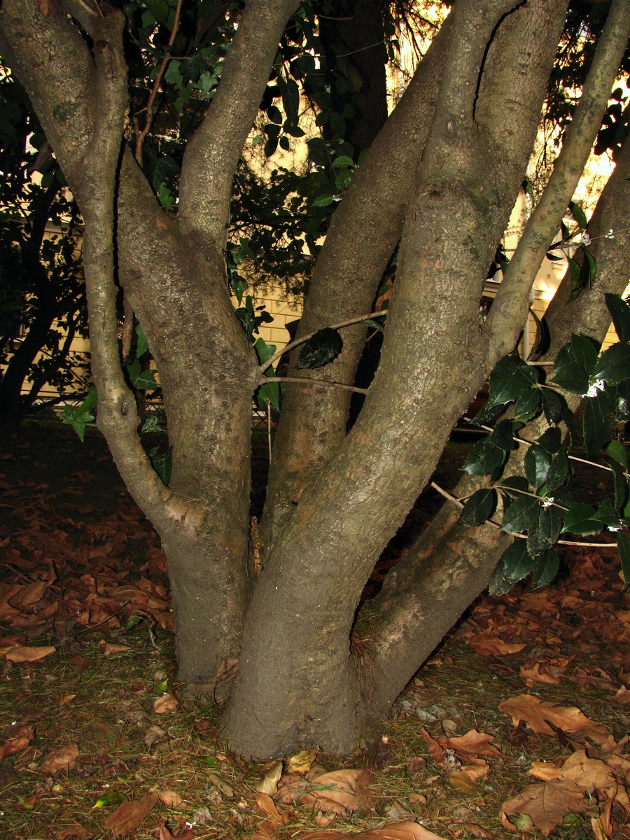 Image of Osmanthus &times; fortunei specimen.