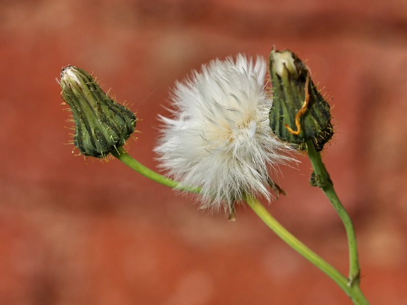 Image of Sonchus arvensis specimen.