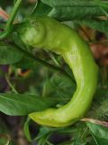 Capsicum annuum