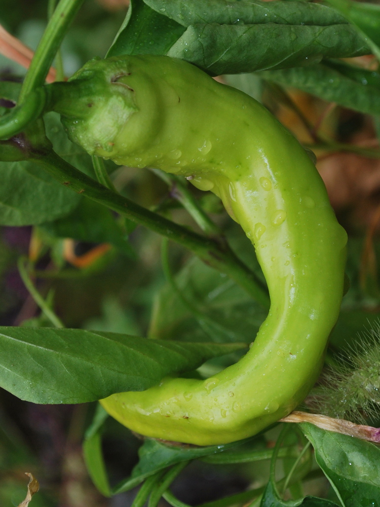 Изображение особи Capsicum annuum.