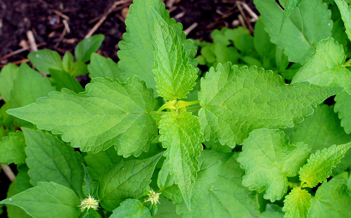 Image of Agastache rugosa specimen.