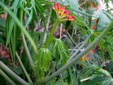 Jatropha multifida. Верхушка побега с развивающимся соцветием. Австралия, г. Брисбен, парк Университета Квинсленда. 22.09.2015.