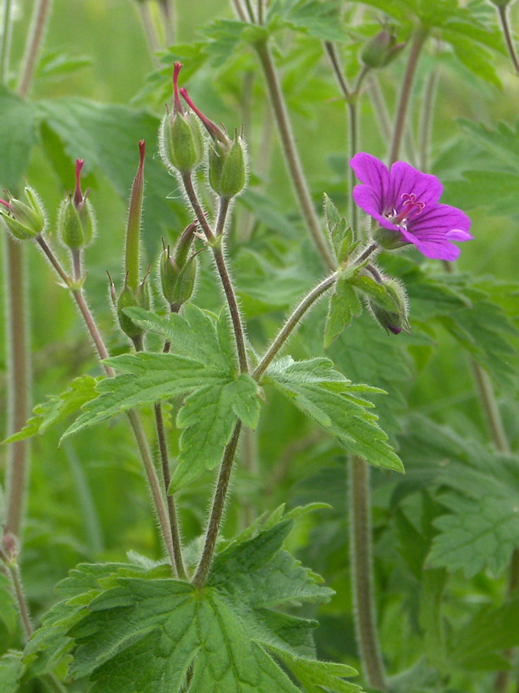 Изображение особи Geranium sylvaticum.