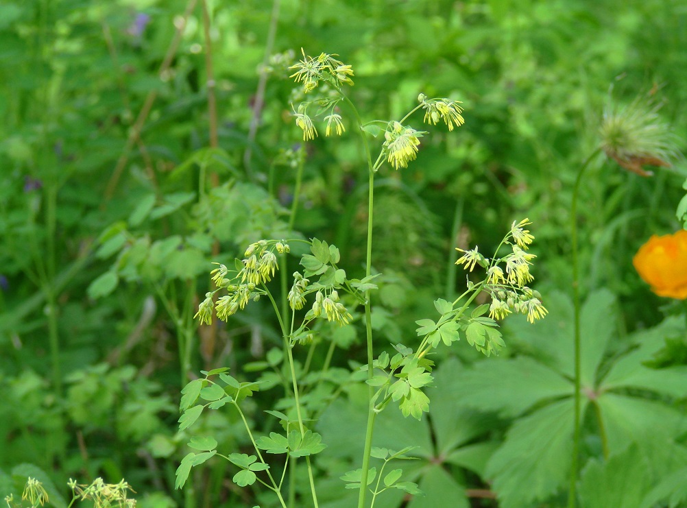 Image of Thalictrum minus specimen.