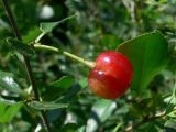 Cerasus fruticosa. Зреющий плод. Челябинская обл., окр. г. Челябинск, Золотая горка, берёзовый лес. 26.08.2014.