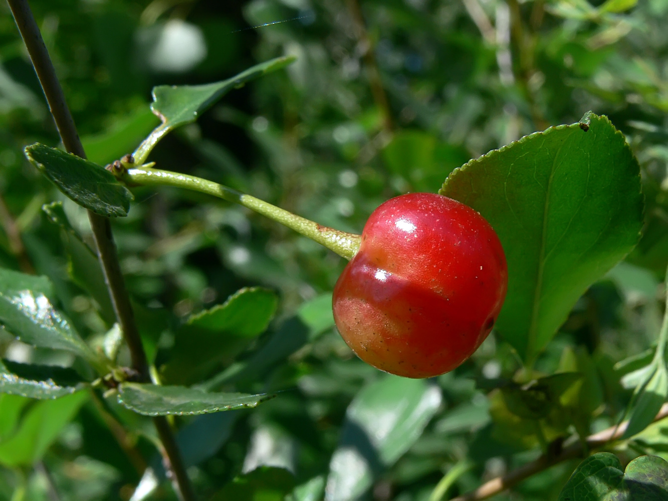 Image of Cerasus fruticosa specimen.
