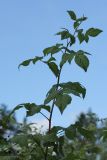 Rubus idaeus. Побег. Ленинградская обл., ст. Карташевская, в культуре. 15.08.2009.