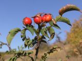 genus Rosa