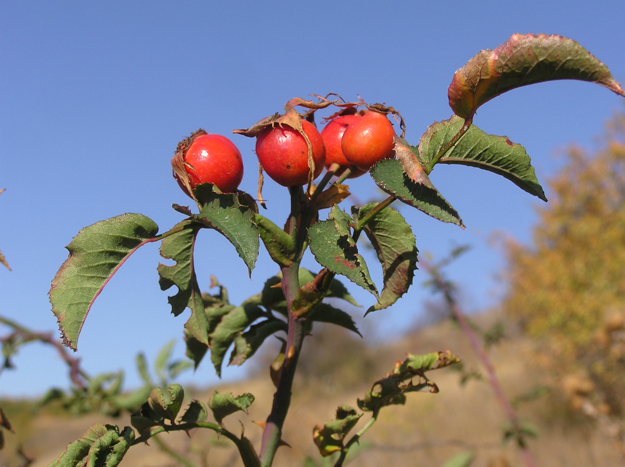 Image of genus Rosa specimen.