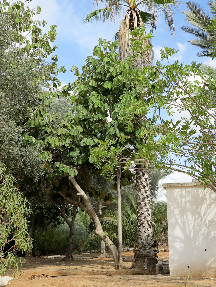 Изображение особи Pterospermum acerifolium.