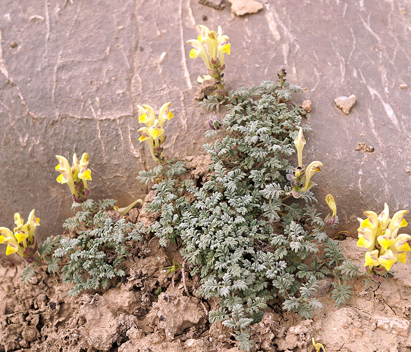 Изображение особи Scutellaria przewalskii.