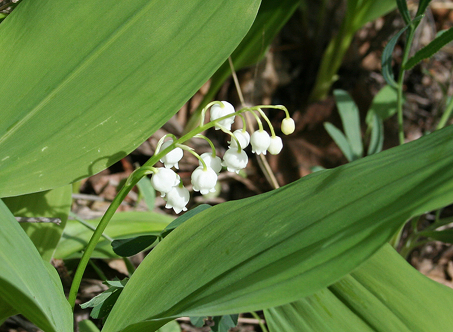 Image of Convallaria majalis specimen.