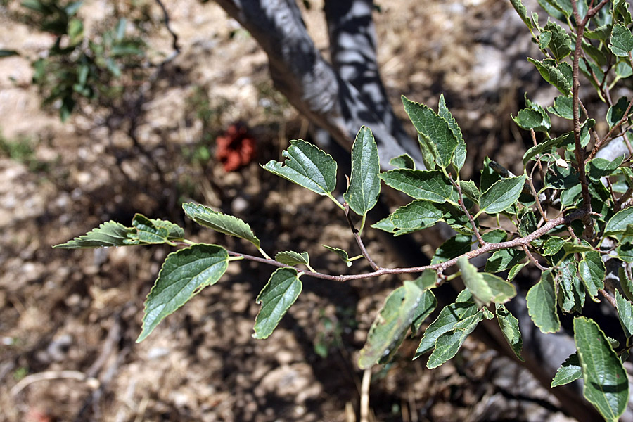 Изображение особи Celtis caucasica.