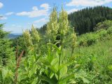 Veratrum album