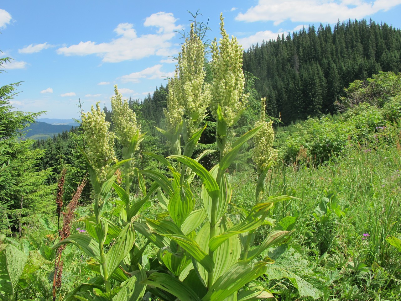 Изображение особи Veratrum album.