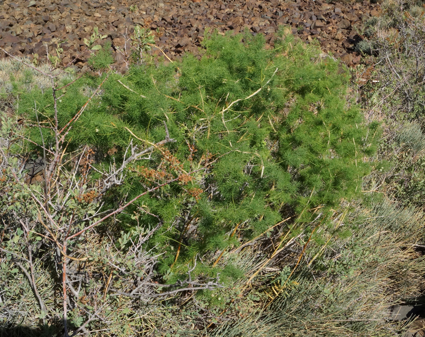 Изображение особи Asparagus neglectus.