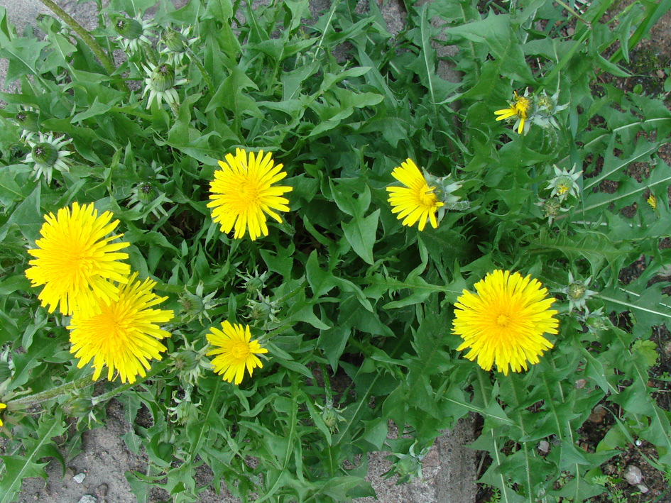 Image of genus Taraxacum specimen.