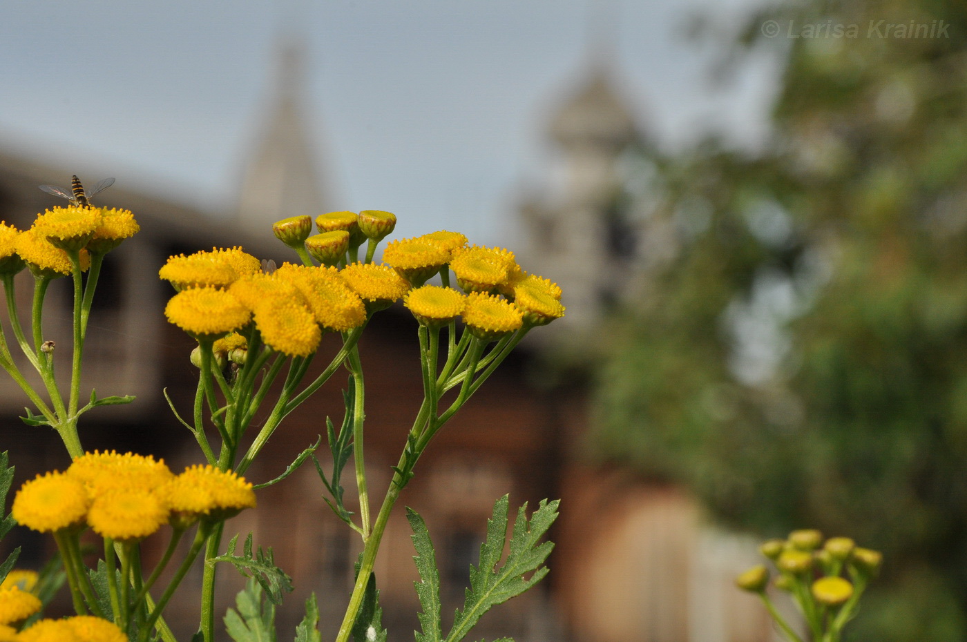 Изображение особи Tanacetum vulgare.