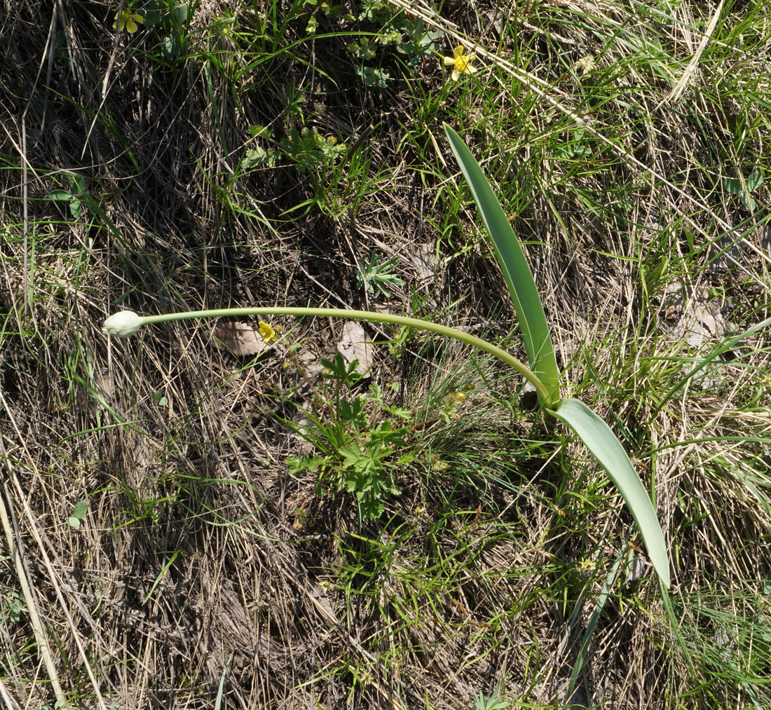 Image of Allium tulipifolium specimen.