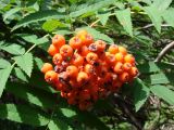 Sorbus sibirica