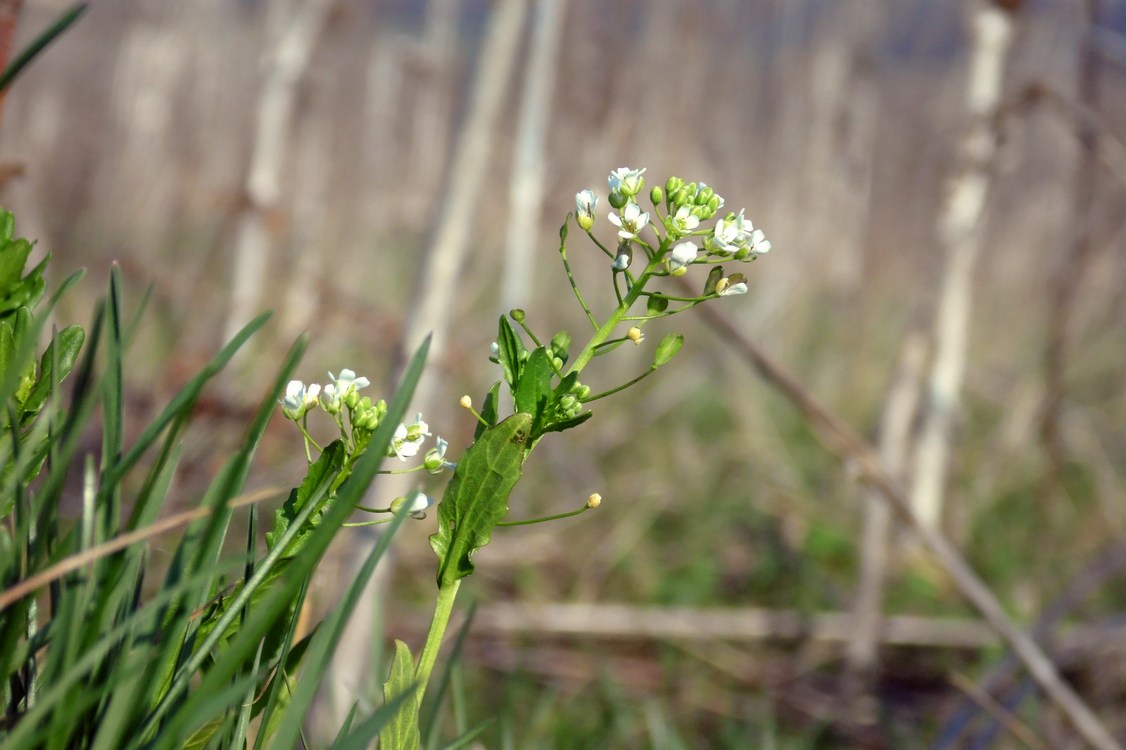 Image of Thlaspi arvense specimen.