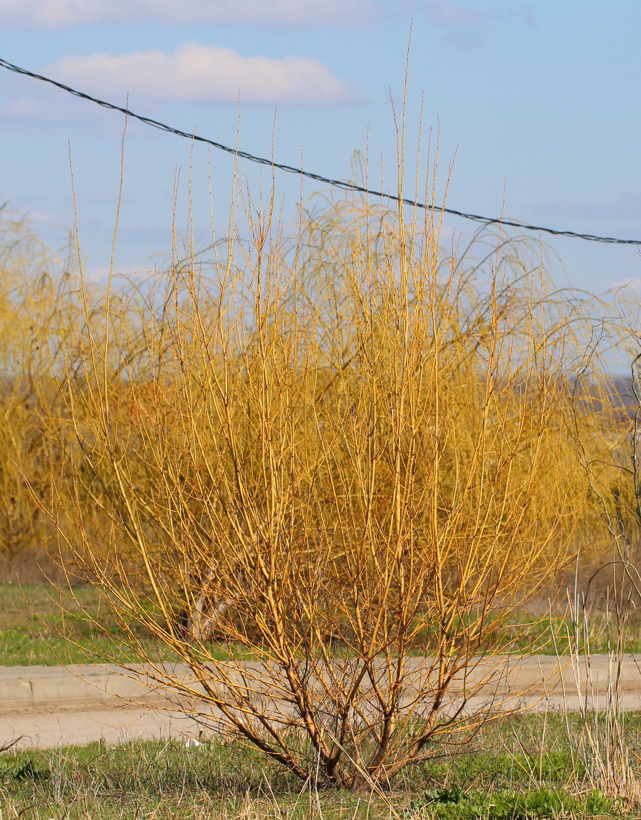 Image of Salix alba specimen.