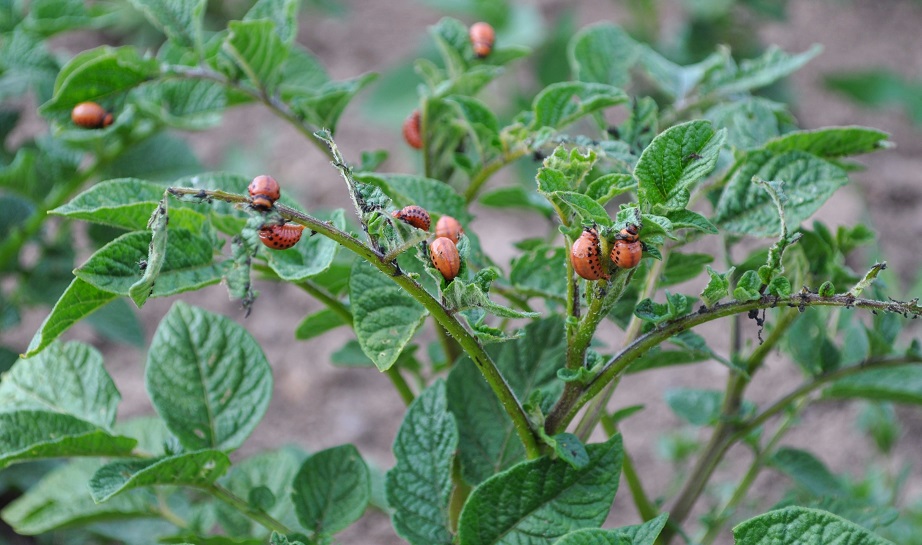 Изображение особи Solanum tuberosum.