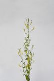 Melilotus officinalis