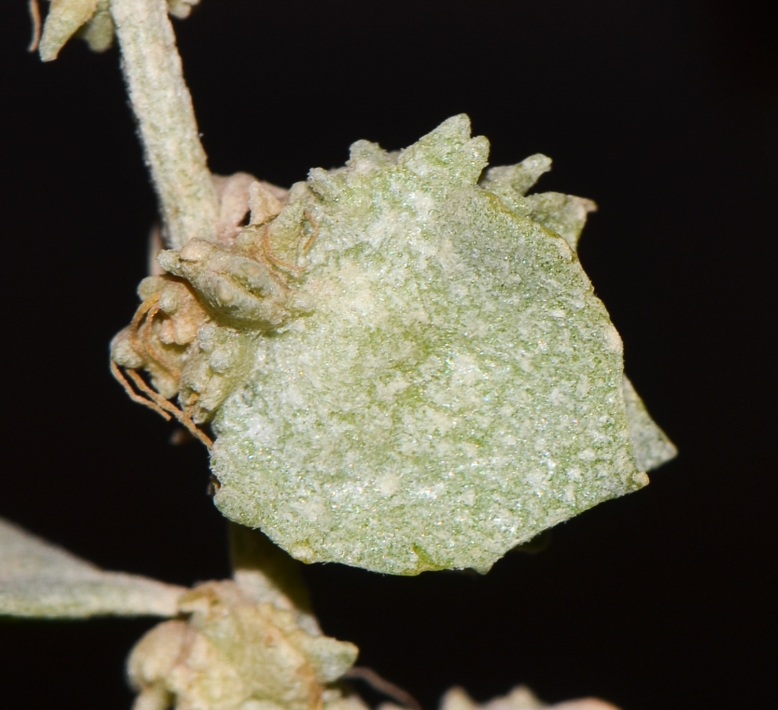 Image of Atriplex halimus specimen.