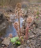 Petasites hybridus