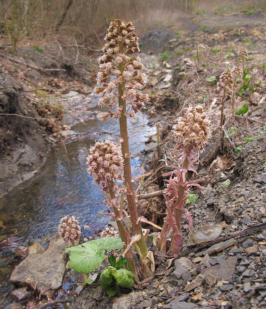 Image of Petasites hybridus specimen.