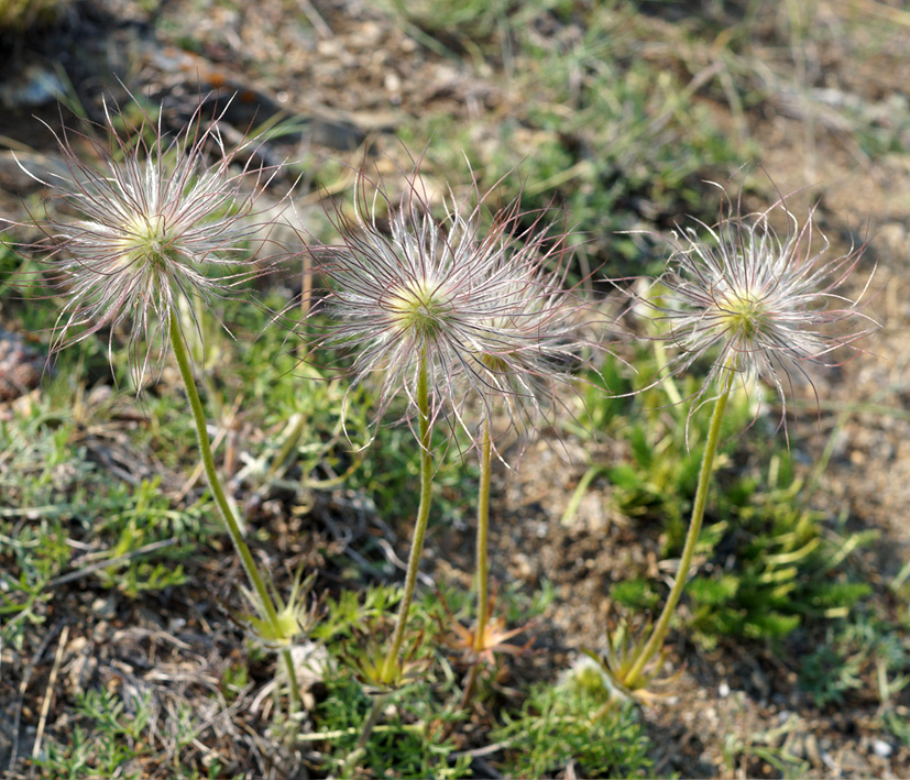 Image of Pulsatilla turczaninovii specimen.