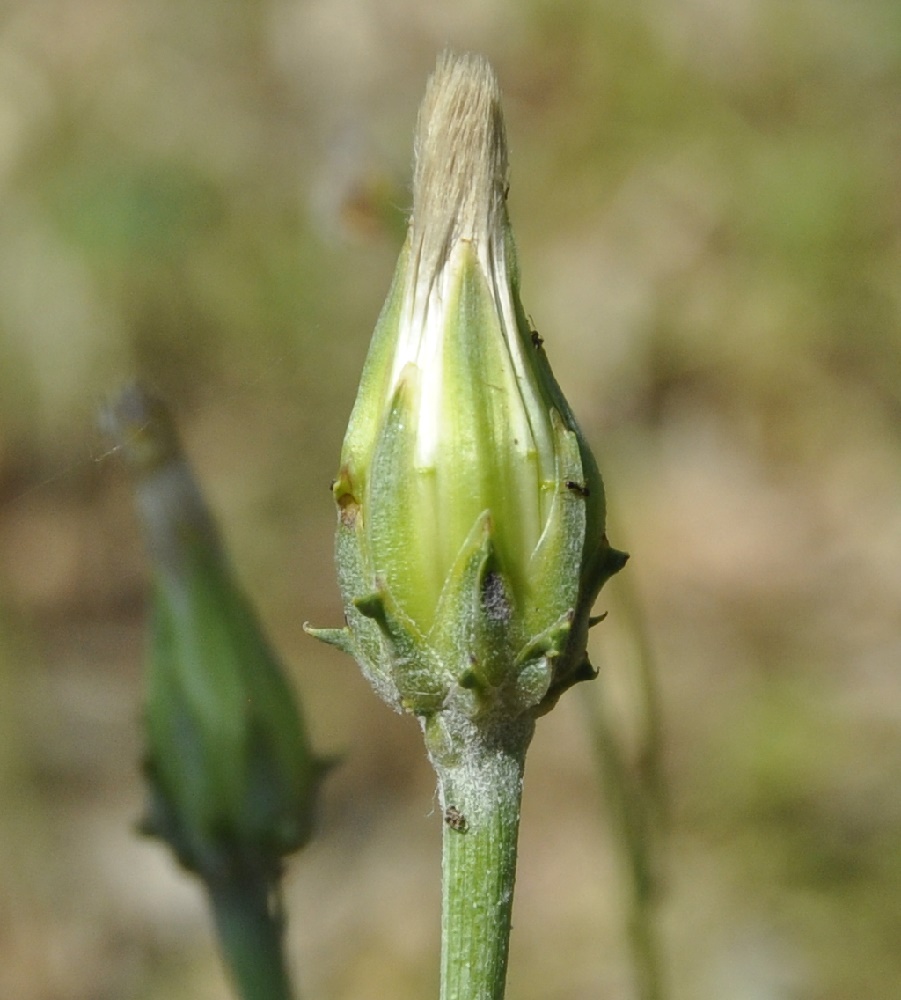 Image of Scorzonera laciniata specimen.