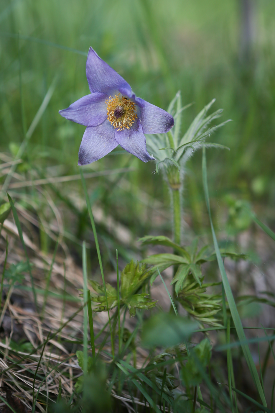 Изображение особи Pulsatilla patens.