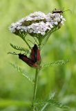 Achillea millefolium