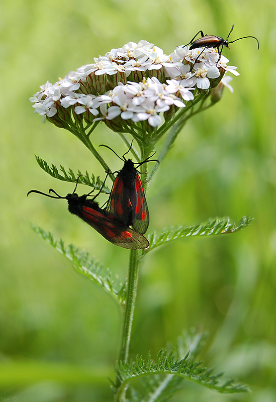 Изображение особи Achillea millefolium.