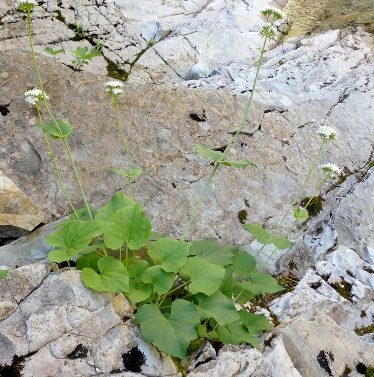 Изображение особи Valeriana alliariifolia.